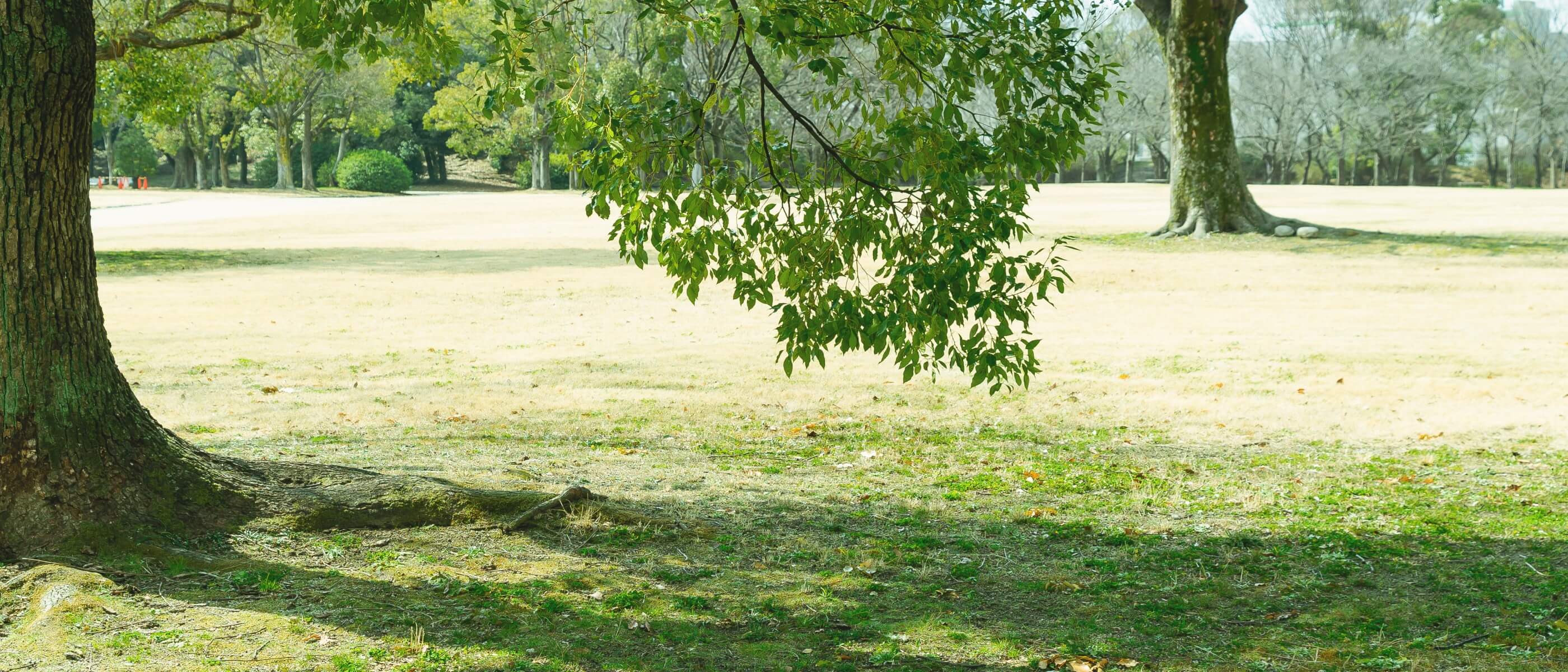 公園の風景